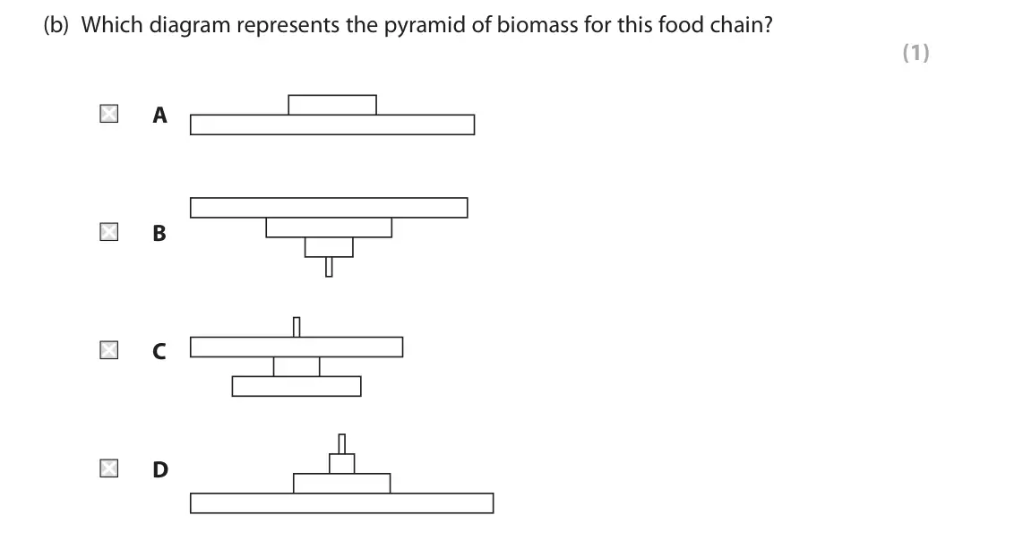 June 2024 Paper 2 Foundation, question 3(b): Which diagram represents the pyramid of biomass for this food chain? (1) A B C D