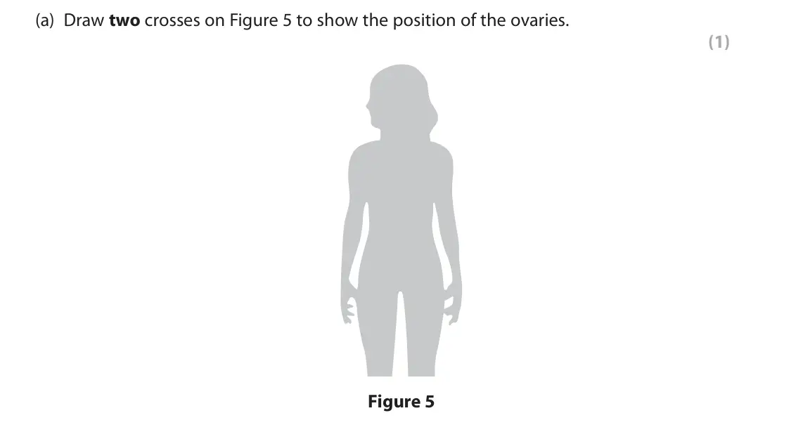 June 2024 Paper 2 Foundation, question 4(a): Draw two crosses on Figure 5 to show the position of the ovaries. (1) Figure 5