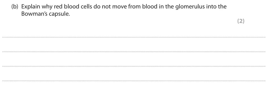 June 2024 Paper 2 Foundation, question 7(b): Explain why red blood cells do not move from blood in the glomerulus into the Bowman’s capsule. (2)