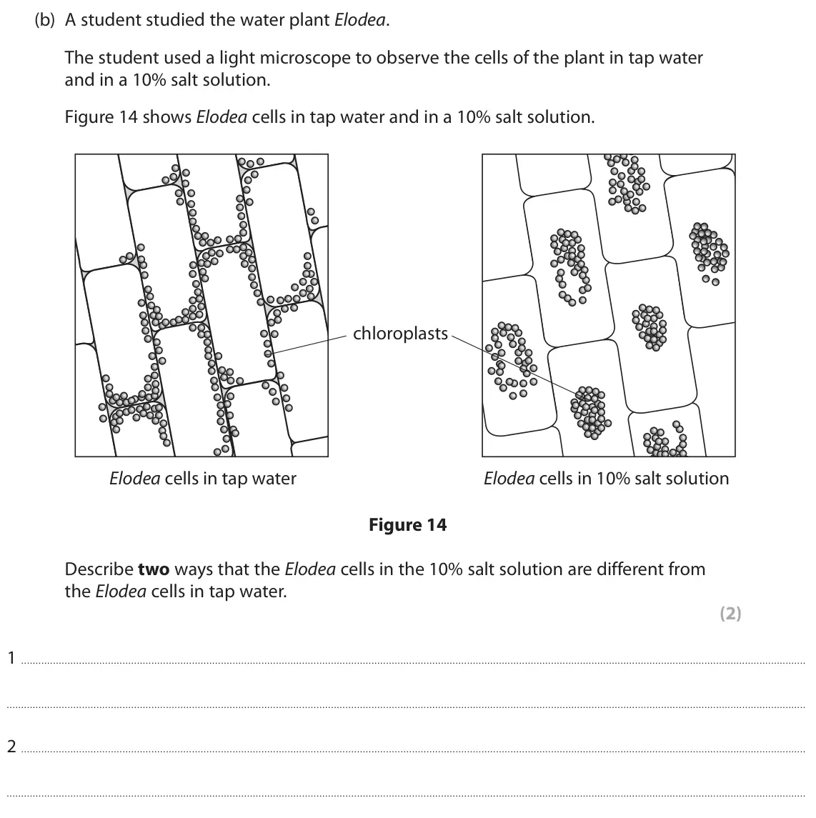 June 2024 Paper 2 Foundation, question 9(b): A student studied the water plant Elodea. The student used a light microscope to observe the cells of the plant in tap water and in a 10% salt solution. Figure