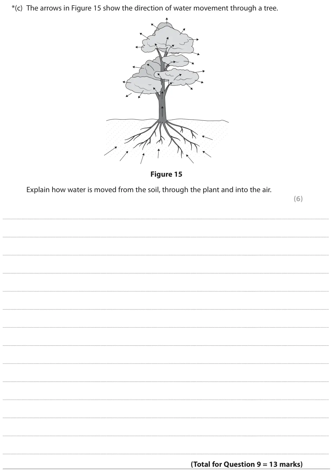 June 2024 Paper 2 Foundation, question 9(c): The arrows in Figure 15 show the direction of water movement through a tree. Figure 15 Explain how water is moved from the soil, through the plant and into the