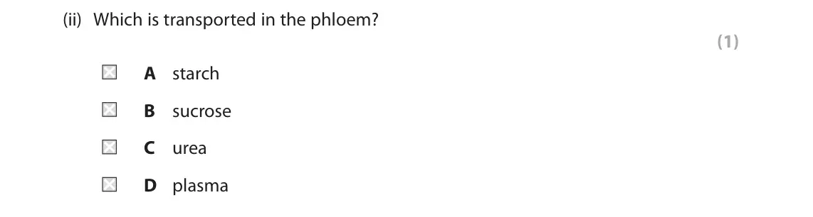 June 2025 Paper 2 Foundation, question 2(b)(ii): Which is transported in the phloem? (1) A starch B sucrose C urea D plasma