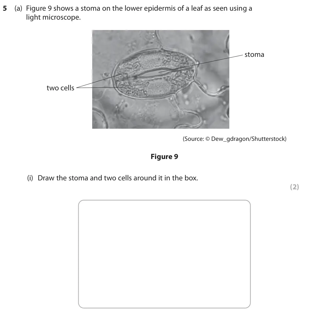 June 2025 Paper 2 Foundation, question 5(a)(i): Draw the stoma and two cells around it in the box. (2)