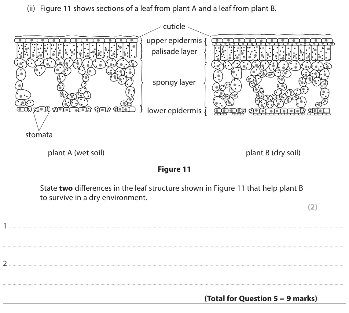 June 2025 Paper 2 Foundation, question 5(c)(ii): Figure 11 shows sections of a leaf from plant A and a leaf from plant B. cuticle upper epidermis palisade layer spongy layer lower epidermis stomata plant A (we