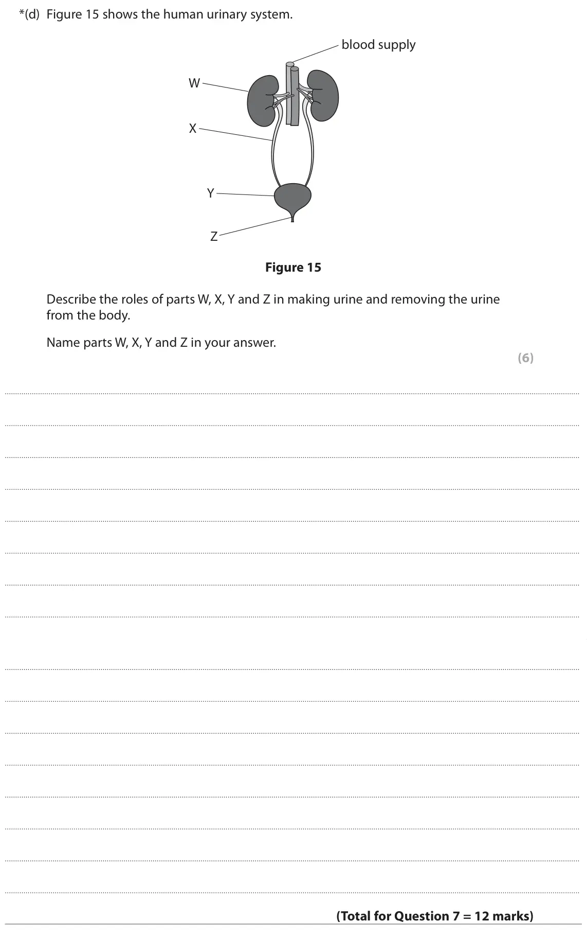 June 2025 Paper 2 Foundation, question 7(d): Figure 15 shows the human urinary system. blood supply W X Y Z Figure 15 Describe the roles of parts W, X, Y and Z in making urine and removing the urine from t