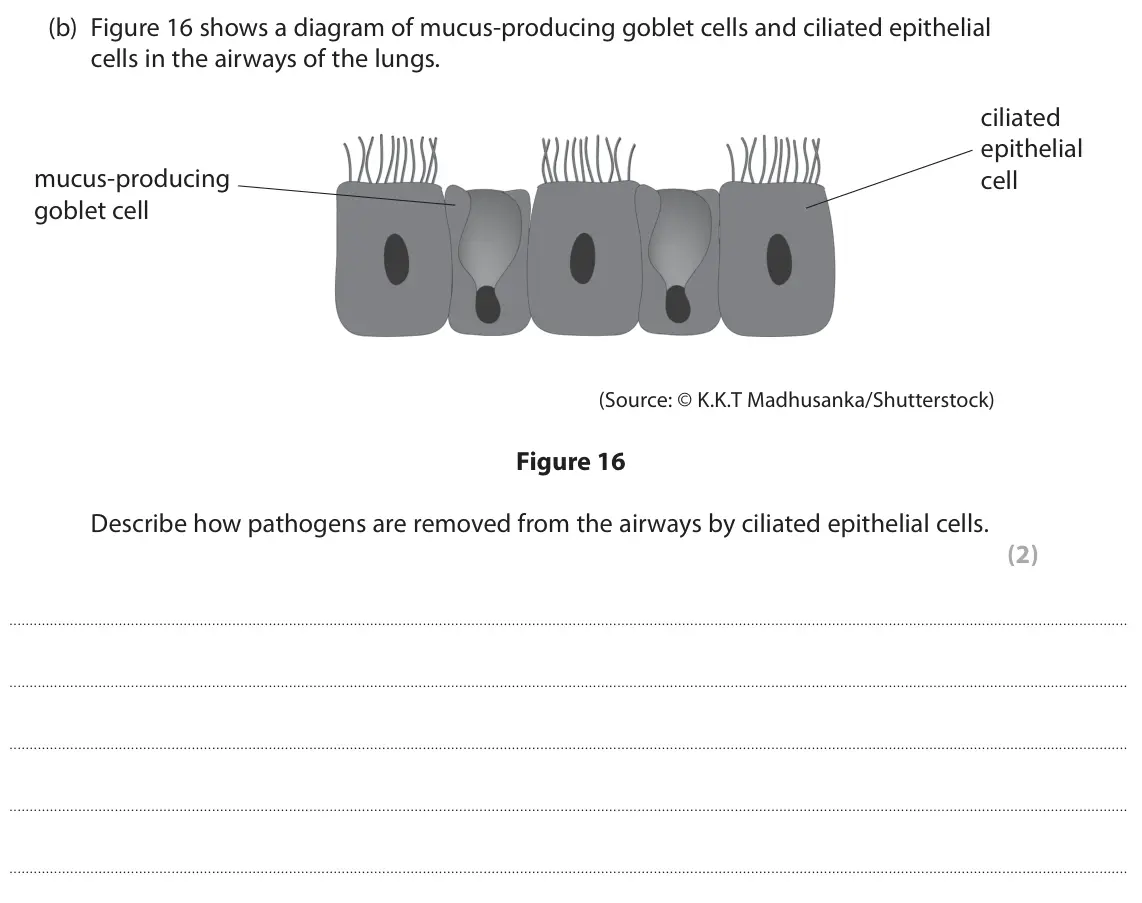 June 2025 Paper 2 Foundation, question 8(b): Figure 16 shows a diagram of mucus‑producing goblet cells and ciliated epithelial cells in the airways of the lungs. ciliated epithelial mucus-producing cell go