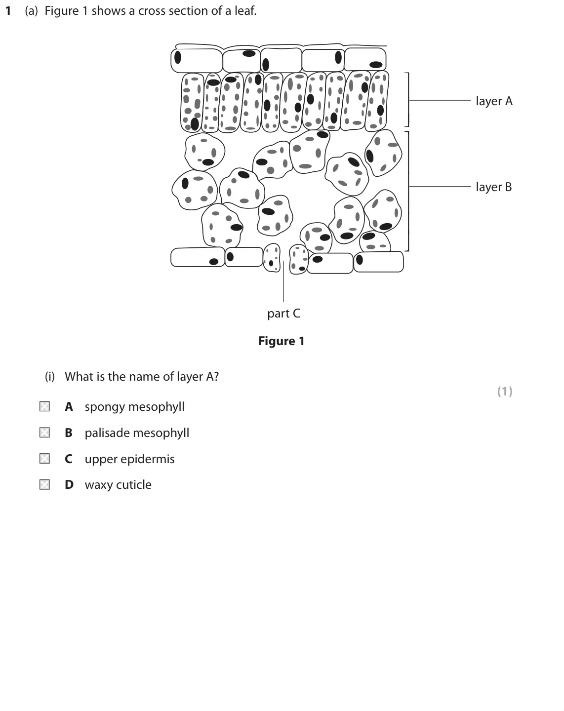June 2019 Paper 2 Higher, question 1(a)(i): What is the name of layer A? (1) A spongy mesophyll B palisade mesophyll C upper epidermis D waxy cuticle