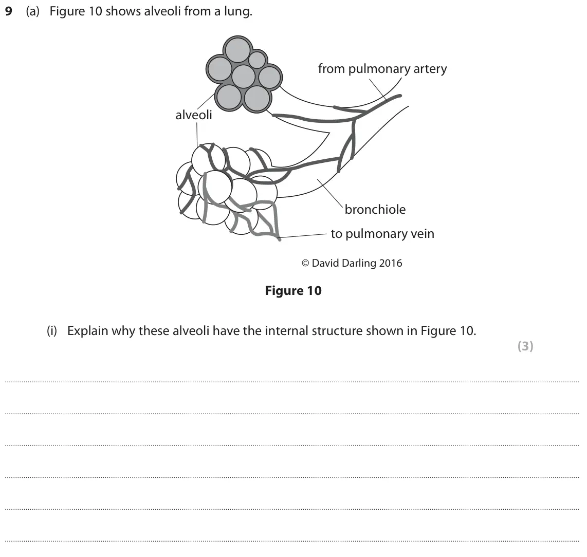 June 2019 Paper 2 Higher, question 9(a)(i): Explain why these alveoli have the internal structure shown in Figure 10. (3)