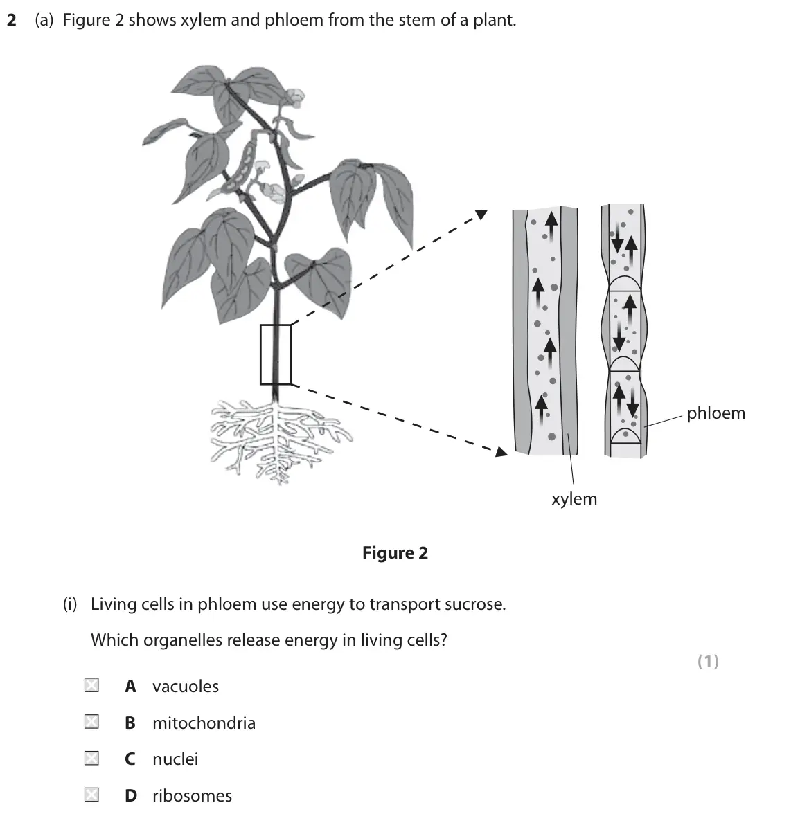 June 2022 Paper 2 Higher, question 2(a)(i): Living cells in phloem use energy to transport sucrose. Which organelles release energy in living cells? (1) A vacuoles B mitochondria C nuclei D ribosomes