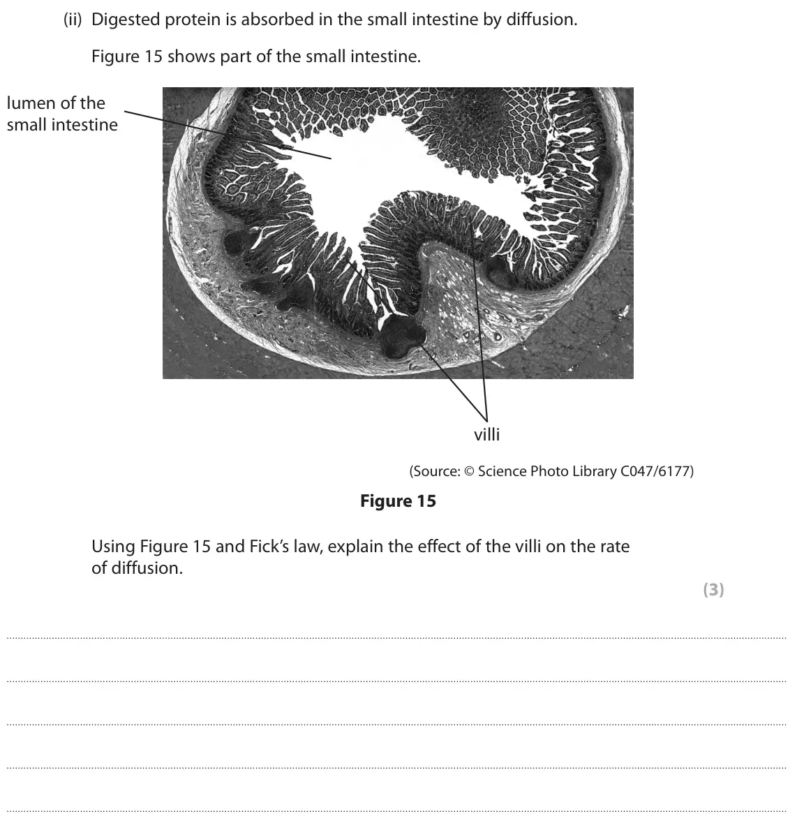 June 2022 Paper 2 Higher, question 10(b)(ii): Digested protein is absorbed in the small intestine by diffusion. Figure 15 shows part of the small intestine. lumen of the small intestine villi (Source: © Sci
