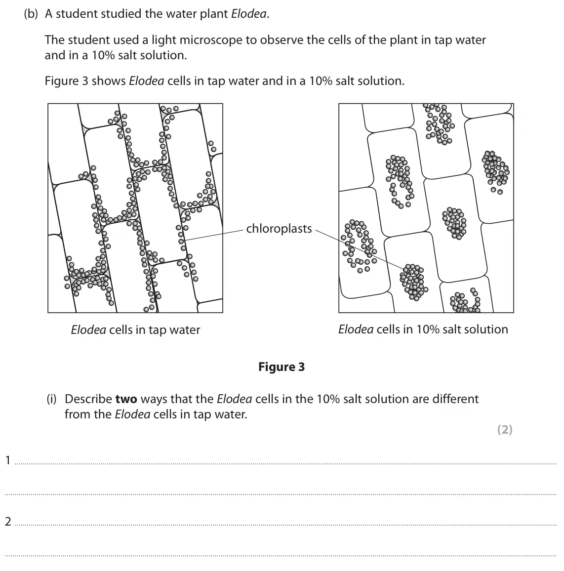 June 2024 Paper 2 Higher, question 3(b)(i): Describe two ways that the Elodea cells in the 10% salt solution are different from the Elodea cells in tap water. (2) 1 2