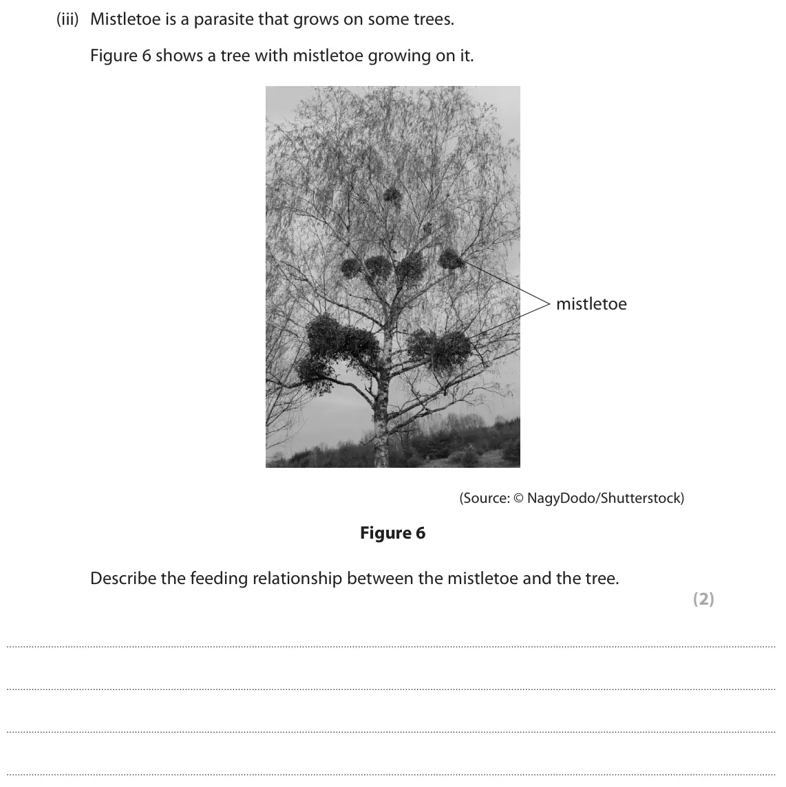 June 2024 Paper 2 Higher, question 5(a)(iii): Mistletoe is a parasite that grows on some trees. Figure 6 shows a tree with mistletoe growing on it. mistletoe (Source: © NagyDodo/Shutterstock) Figure 6 Descr