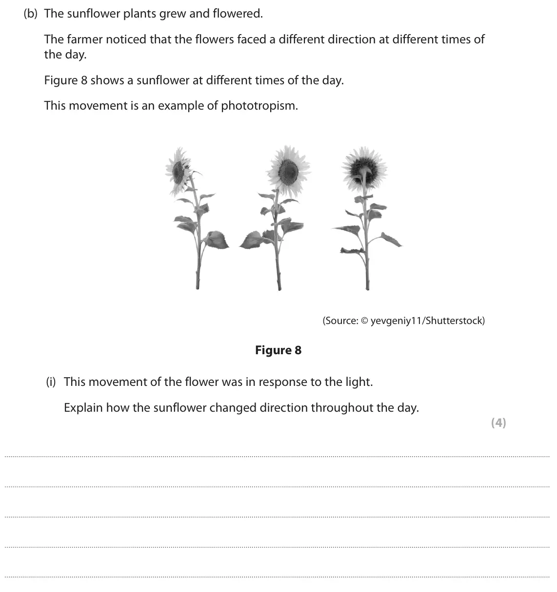 June 2024 Paper 2 Higher, question 7(b)(i): This movement of the flower was in response to the light. Explain how the sunflower changed direction throughout the day. (4)
