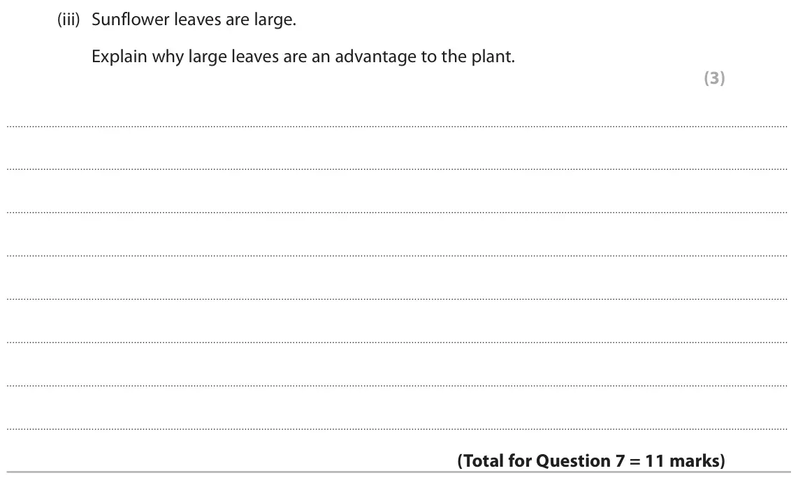June 2024 Paper 2 Higher, question 7(b)(iii): Sunflower leaves are large. Explain why large leaves are an advantage to the plant. (3)