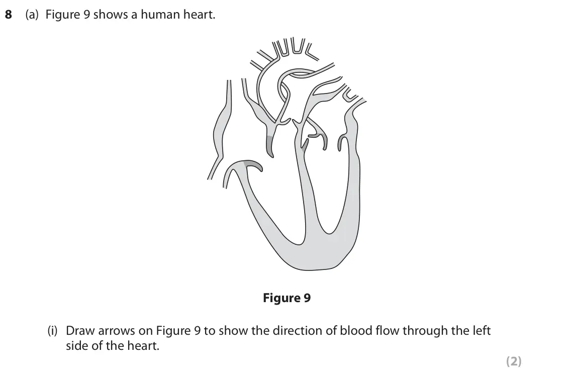 June 2024 Paper 2 Higher, question 8(a)(i): Draw arrows on Figure 9 to show the direction of blood flow through the left side of the heart. (2)