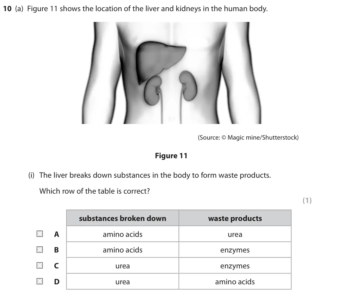 June 2024 Paper 2 Higher, question 10(a)(i): The liver breaks down substances in the body to form waste products. Which row of the table is correct? (1) substances broken down waste products A amino acids