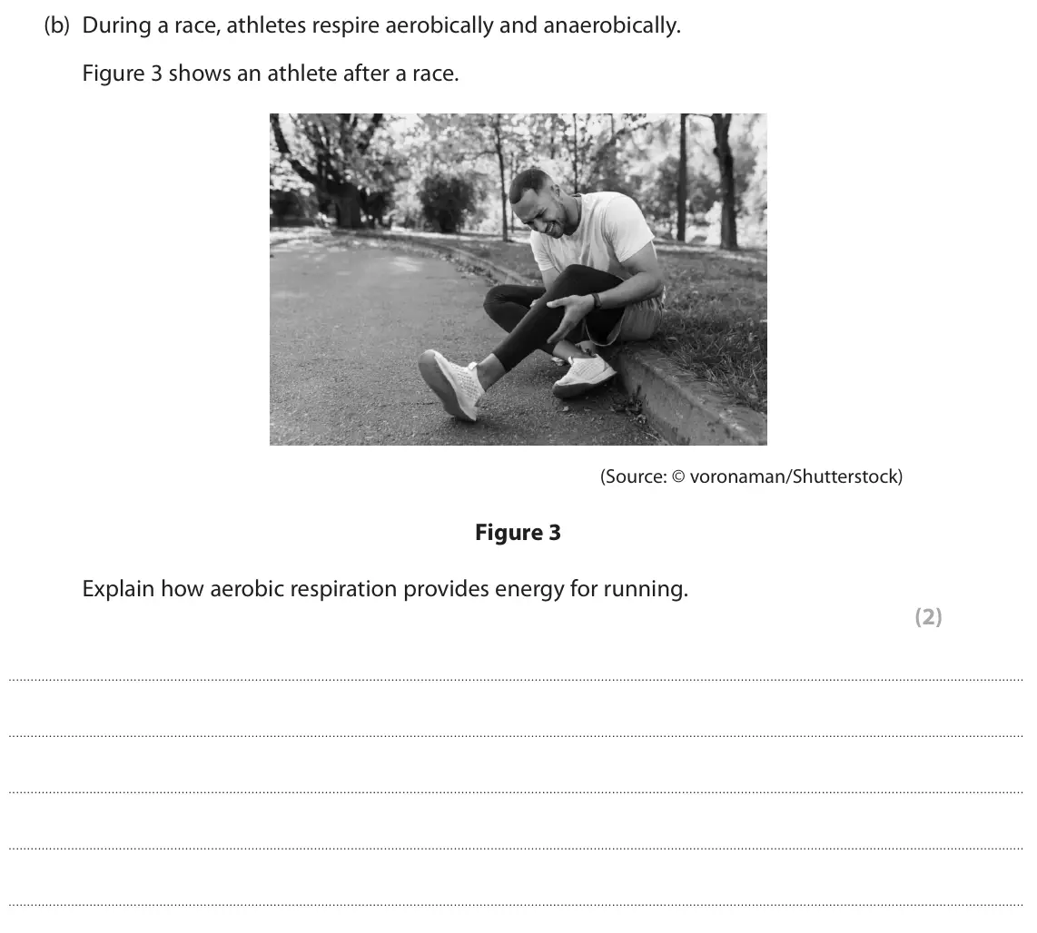 June 2025 Paper 2 Higher, question 2(b): During a race, athletes respire aerobically and anaerobically. Figure 3 shows an athlete after a race. (Source: © voronaman/Shutterstock) Figure 3 Explain how a