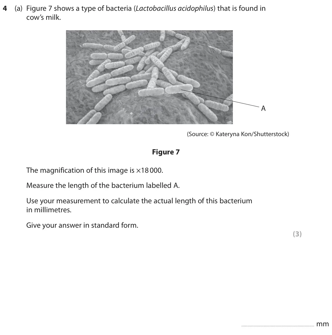 June 2025 Paper 2 Higher, question 4(a): Figure 7 shows a type of bacteria (Lactobacillus acidophilus) that is found in cow’s milk. A (Source: © Kateryna Kon/Shutterstock) Figure 7 The magnification of