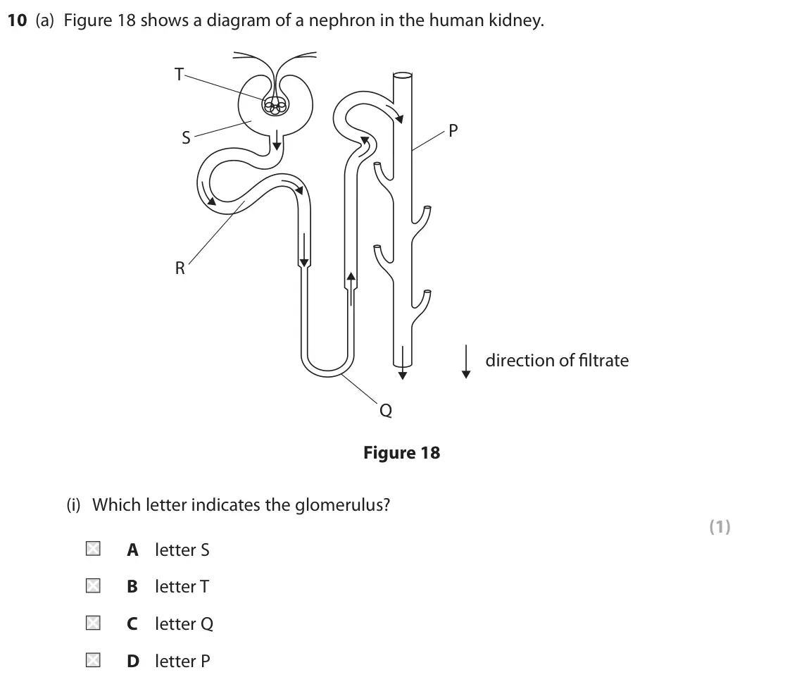June 2025 Paper 2 Higher, question 10(a)(i): Which letter indicates the glomerulus? (1) A letter S B letter T C letter Q D letter P
