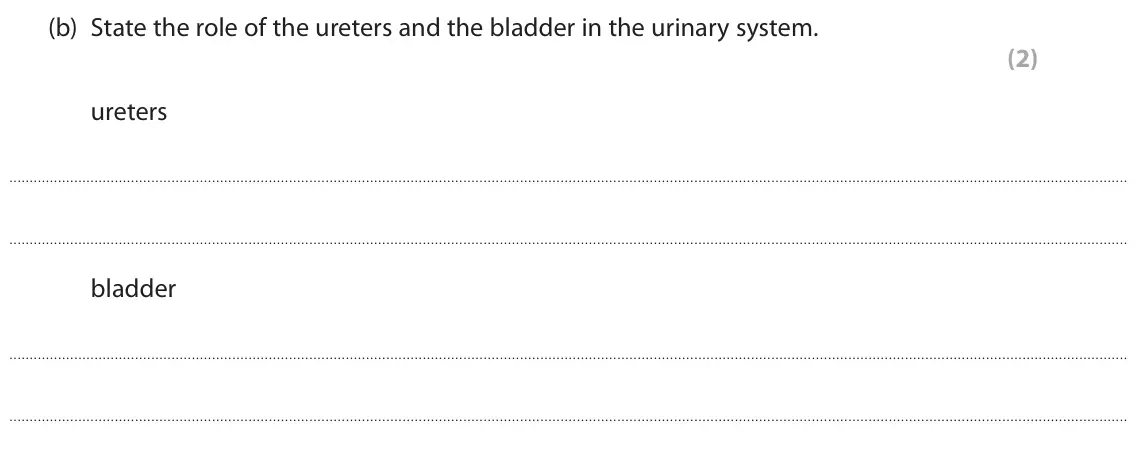 June 2025 Paper 2 Higher, question 10(b): State the role of the ureters and the bladder in the urinary system. (2) ureters bladder
