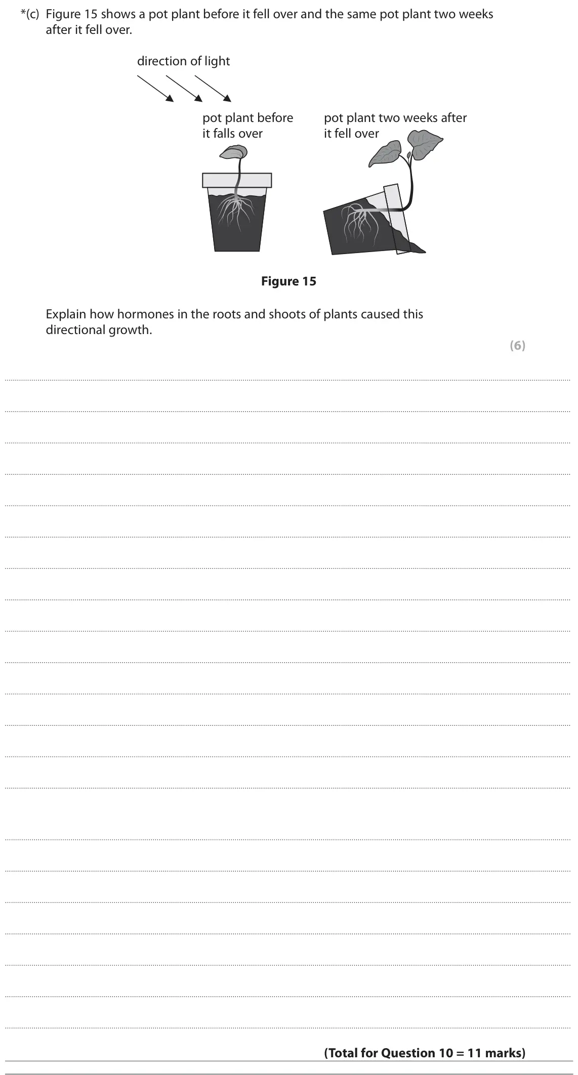 November 2021 Paper 2 Higher, question 10(c): Figure 15 shows a pot plant before it fell over and the same pot plant two weeks after it fell over. direction of light pot plant before pot plant two weeks aft