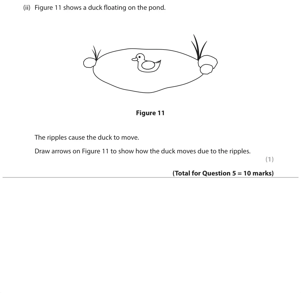 June 2024 Paper 1 Foundation, question 5(e)(ii): Figure 11 shows a duck floating on the pond. Figure 11 The ripples cause the duck to move. Draw arrows on Figure 11 to show how the duck moves due to the ripple