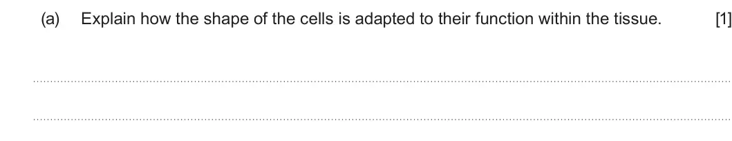 Summer 2022 AS Unit 1, question 1(a): Explain how the shape of the cells is adapted to their function within the tissue. [1]