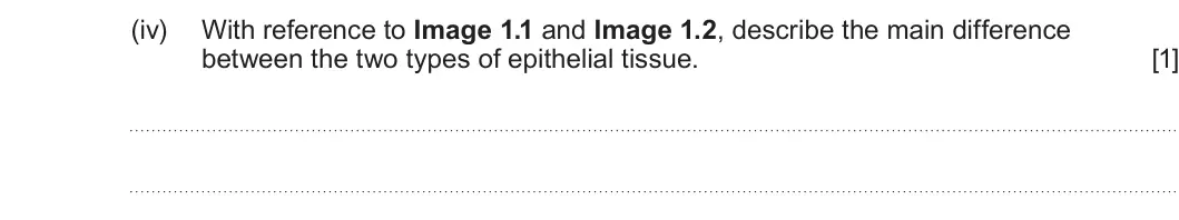 Summer 2022 AS Unit 1, question 1(b)(iv): With reference to Image 1.1 and Image 1.2, describe the main difference between the two types of epithelial tissue. [1]