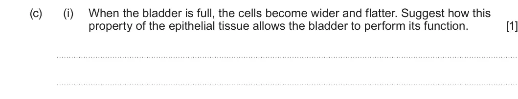 Summer 2022 AS Unit 1, question 1(c)(i): When the bladder is full, the cells become wider and flatter. Suggest how this property of the epithelial tissue allows the bladder to perform its function. [1]