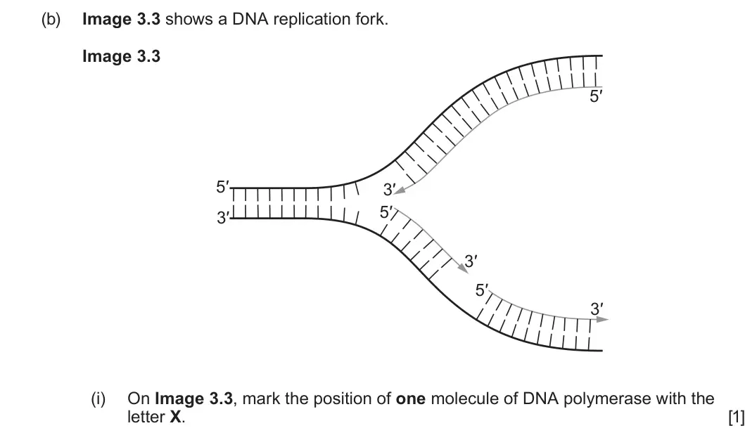 Summer 2022 AS Unit 1, question 3(b)(i): On Image 3.3, mark the position of one molecule of DNA polymerase with the letter X. [1]