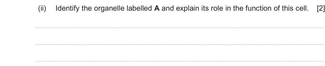 Summer 2022 AS Unit 1, question 5(a)(ii): Identify the organelle labelled A and explain its role in the function of this cell. [2]
