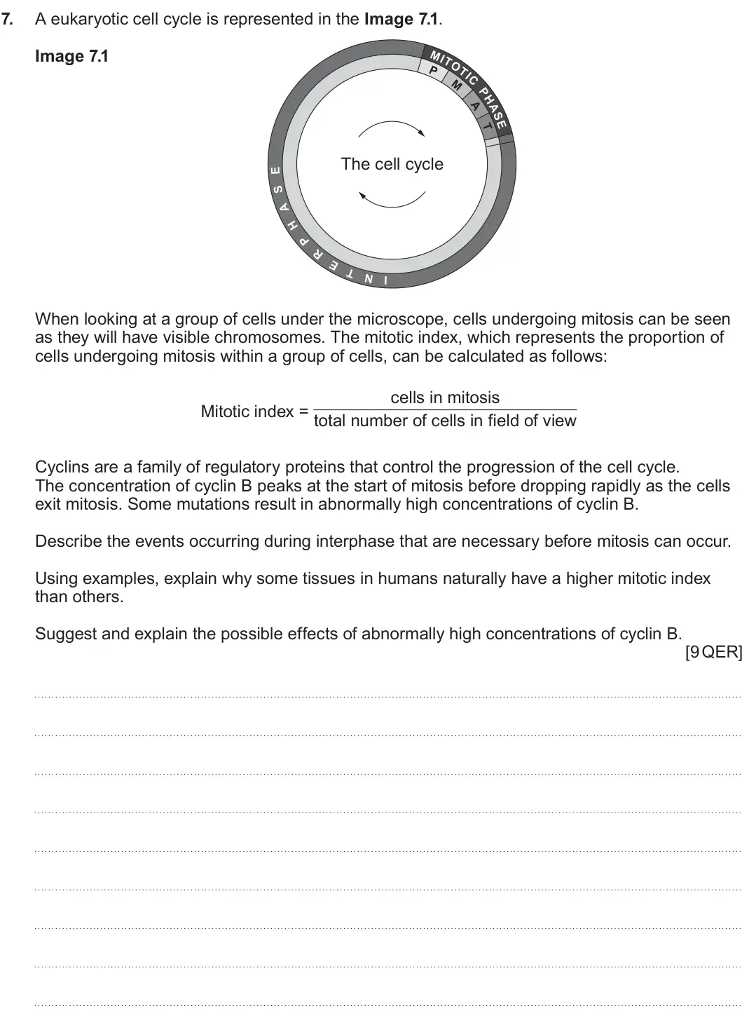 Summer 2022 AS Unit 1, question 7: A eukaryotic cell cycle is represented in the Image 7.1. Image 7.1 The cell cycle When looking at a group of cells under the microscope, cells undergoing mitosi