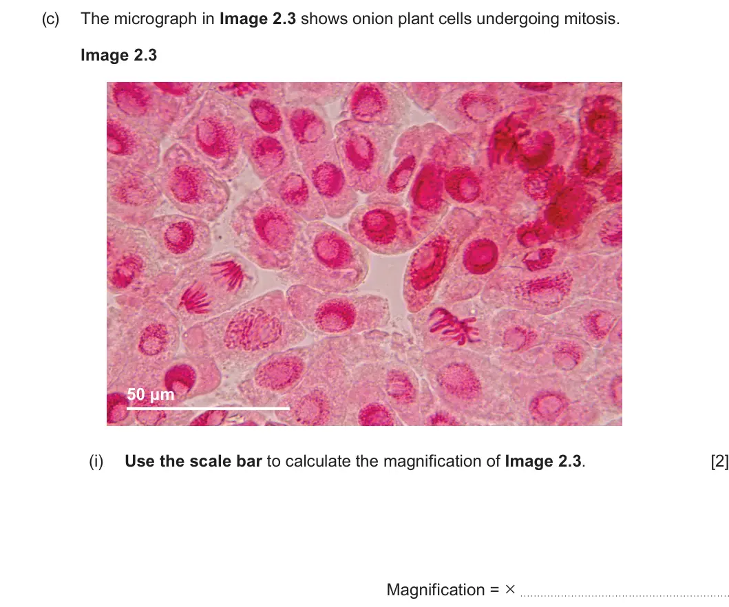 Summer 2023 AS Unit 1, question 2(c)(i): Use the scale bar to calculate the magnification of Image 2.3. [2] Magnification = ×