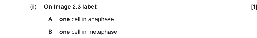 Summer 2023 AS Unit 1, question 2(c)(ii): On Image 2.3 label: [1] A one cell in anaphase B one cell in metaphase