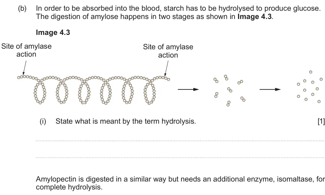 Summer 2023 AS Unit 1, question 4(b)(i): State what is meant by the term hydrolysis. [1] Amylopectin is digested in a similar way but needs an additional enzyme, isomaltase, for complete hydrolysis.