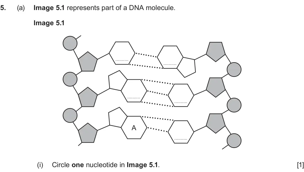 Summer 2023 AS Unit 1, question 5(a)(i): Circle one nucleotide in Image 5.1. [1]