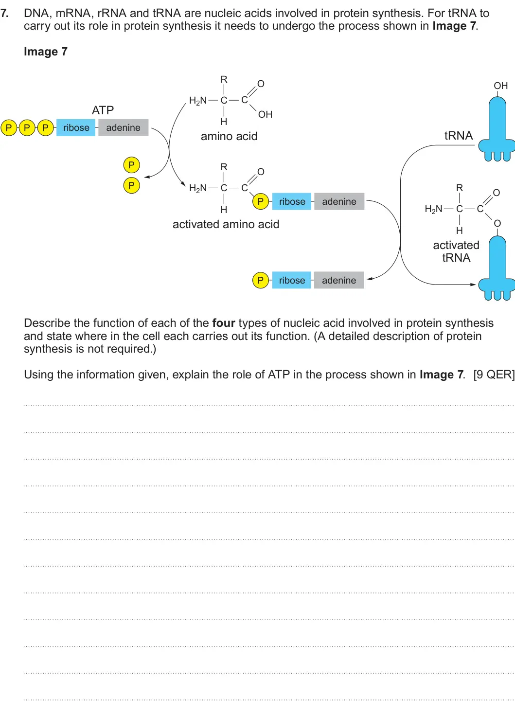 Summer 2023 AS Unit 1, question 7: DNA, mRNA, rRNA and tRNA are nucleic acids involved in protein synthesis. For tRNA to carry out its role in protein synthesis it needs to undergo the process sh