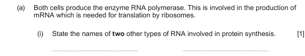 Summer 2024 AS Unit 1, question 1(a)(i): State the names of two other types of RNA involved in protein synthesis. [1]