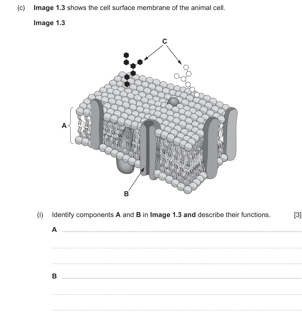 Summer 2024 AS Unit 1, question 1(c)(i): Identify components A and B in Image 1.3 and describe their functions. [3] A B