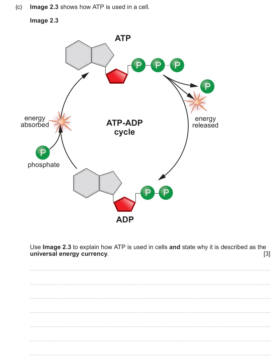 Summer 2024 AS Unit 1, question 2(c): Image 2.3 shows how ATP is used in a cell. Image 2.3 ATP P P P P energy energy ATP-ADP absorbed released cycle P phosphate P P ADP Use Image 2.3 to explain how