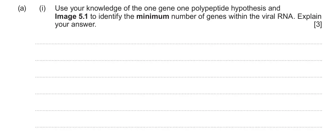 Summer 2024 AS Unit 1, question 5(a)(i): Use your knowledge of the one gene one polypeptide hypothesis and Image 5.1 to identify the minimum number of genes within the viral RNA. Explain your answer. [