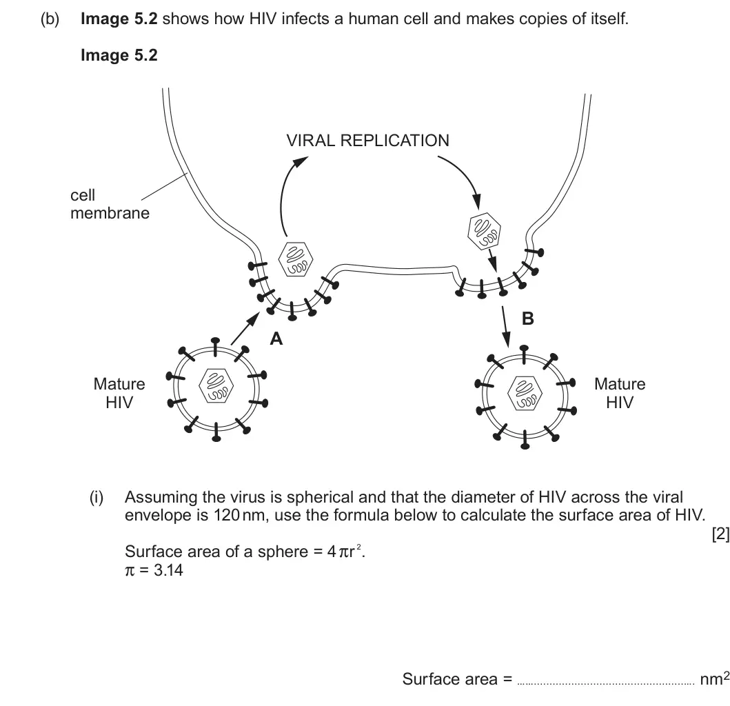 Summer 2024 AS Unit 1, question 5(b)(i): Assuming the virus is spherical and that the diameter of HIV across the viral envelope is 120 nm, use the formula below to calculate the surface area of HIV. [2