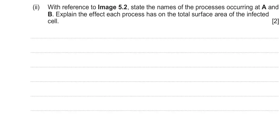 Summer 2024 AS Unit 1, question 5(b)(ii): With reference to Image 5.2, state the names of the processes occurring at A and B. Explain the effect each process has on the total surface area of the infecte