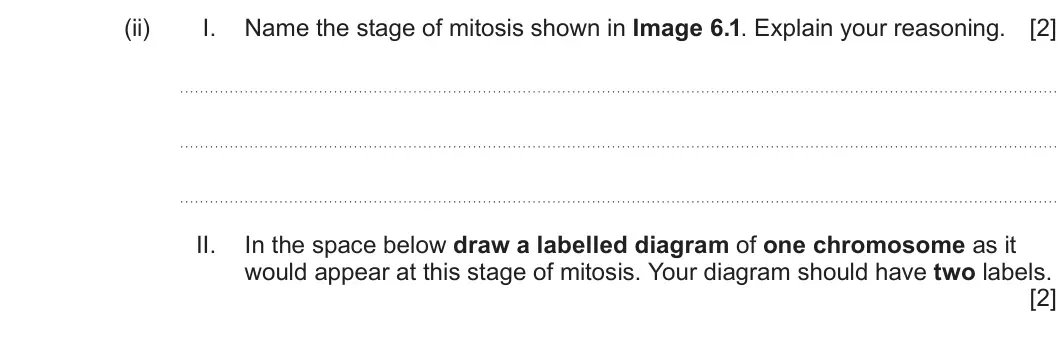 Summer 2024 AS Unit 1, question 6(a)(ii): I. Name the stage of mitosis shown in Image 6.1. Explain your reasoning. [2] II. In the space below draw a labelled diagram of one chromosome as it would appear