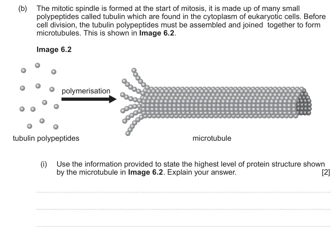 Summer 2024 AS Unit 1, question 6(b)(i): Use the information provided to state the highest level of protein structure shown by the microtubule in Image 6.2. Explain your answer. [2]