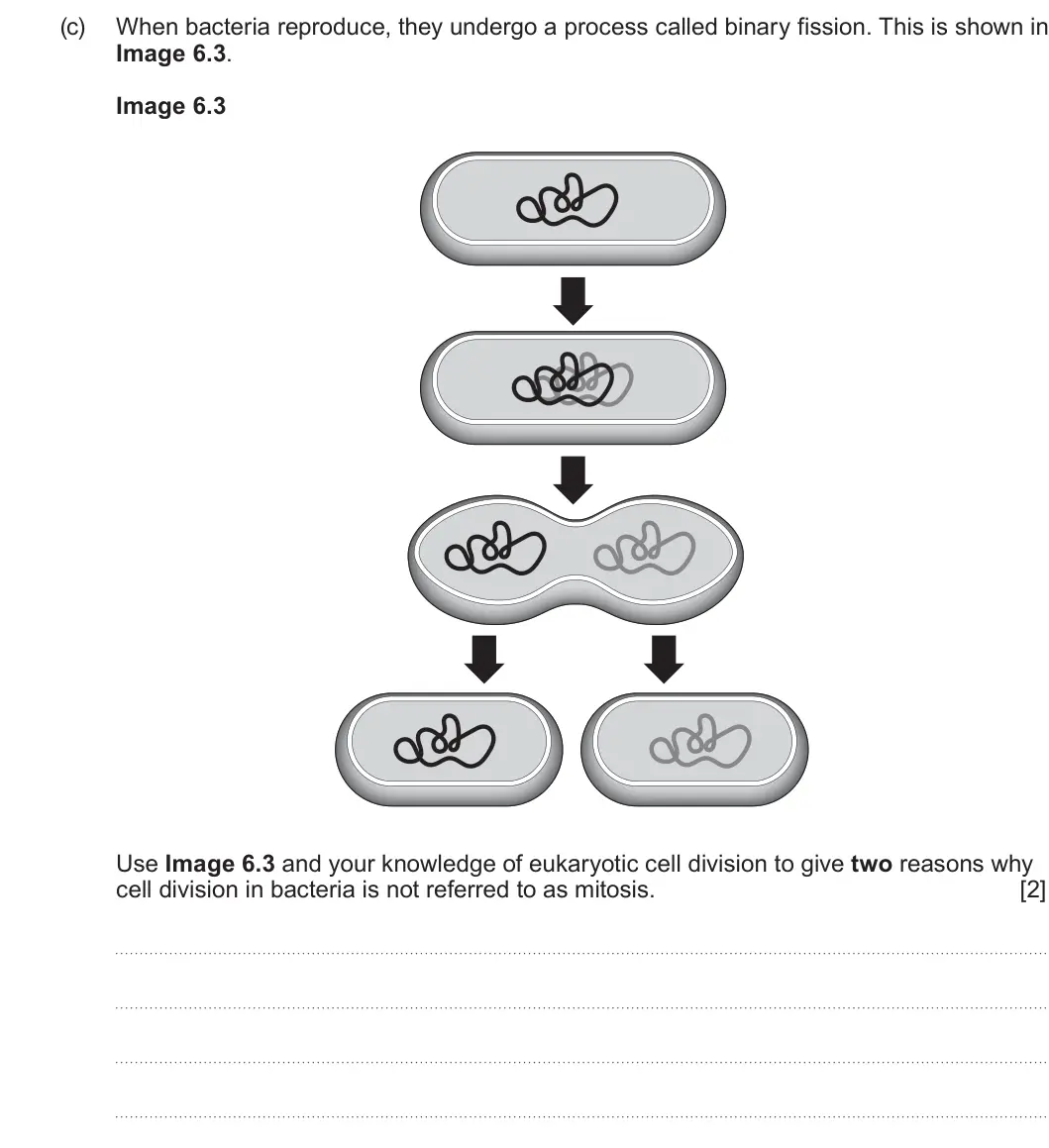 Summer 2024 AS Unit 1, question 6(c): When bacteria reproduce, they undergo a process called binary fission. This is shown in Image 6.3. Image 6.3 Use Image 6.3 and your knowledge of eukaryotic cell