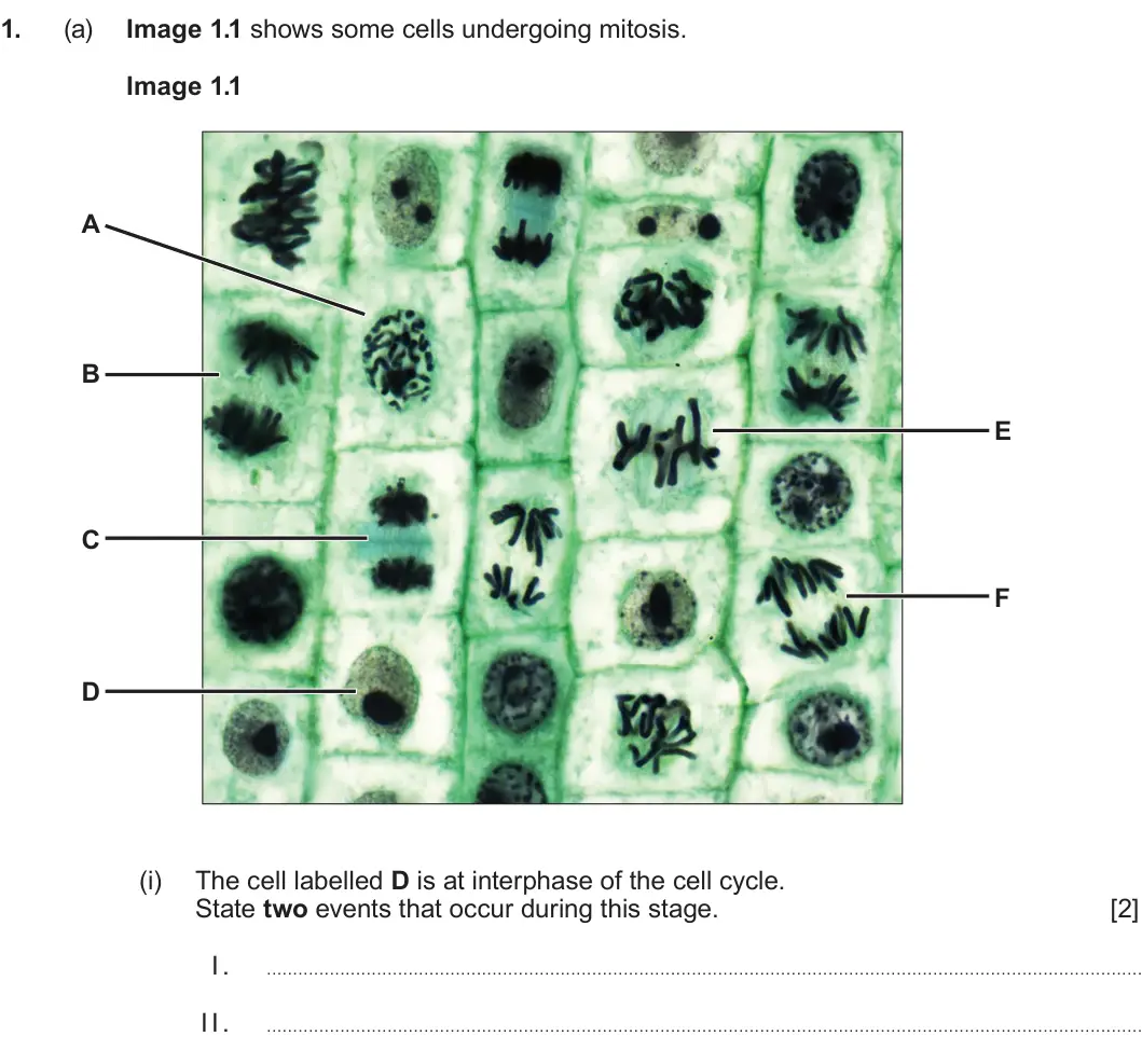 Summer 2025 AS Unit 1, question 1(a)(i): The cell labelled D is at interphase of the cell cycle. State two events that occur during this stage. [2] I. . . . . . . . . . . . . . . . . . . . . . . . . . 