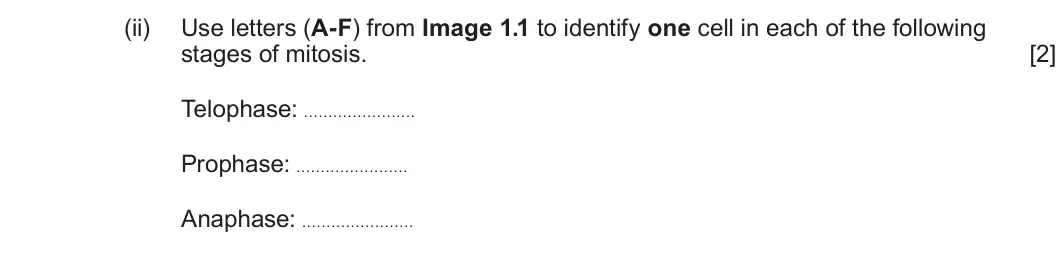 Summer 2025 AS Unit 1, question 1(a)(ii): Use letters (A-F) from Image 1.1 to identify one cell in each of the following stages of mitosis. [2] Telophase: . . . . . . . . . . . . . . . . . . . . . . . P