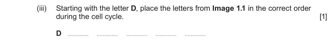 Summer 2025 AS Unit 1, question 1(a)(iii): Starting with the letter D, place the letters from Image 1.1 in the correct order during the cell cycle. [1] D . . . . . . . . . . . . . . . . . . . . . . . . .