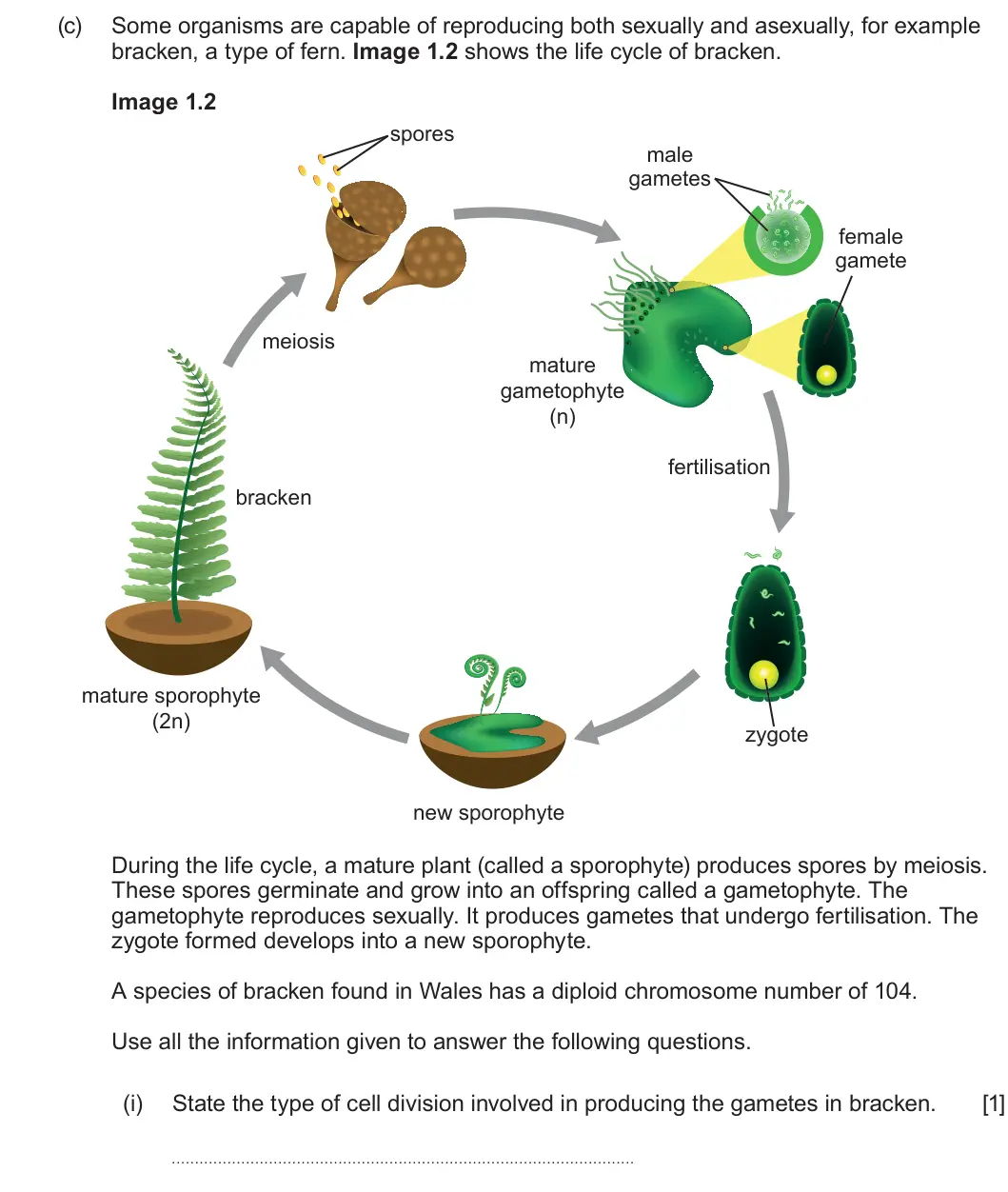 Summer 2025 AS Unit 1, question 1(c)(i): State the type of cell division involved in producing the gametes in bracken. [1] . . . . . . . . . . . . . . . . . . . . . . . . . . . . . . . . . . . . . . . 